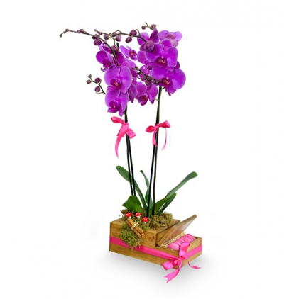  Serik Çiçek Siparişi Ahşap kutuda makaron ve orkide