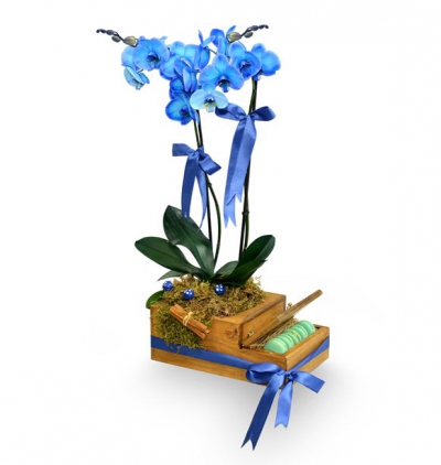  Serik Çiçek Siparişi Ahşap kutuda makaron ve mavi orkide