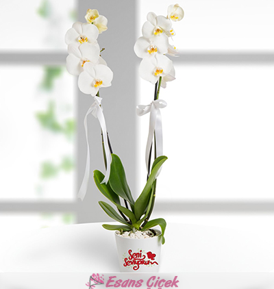 Belek otele çiçek gönder. Seni Seviyorum Mesajlı 2 Dal Phalaenopsis Orkide