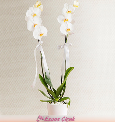  Kadriye çiçek gönder 2 Dal Beyaz Orkide Çiçeği