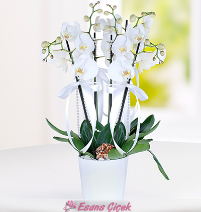  Serik Çiçek Siparişi 4 Dal Beyaz Phalaenopsis Orkide