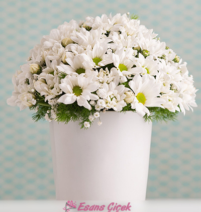 Belek otele çiçek gönder. Beyaz Papatya Aranjmanı