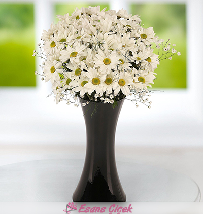  Kadriye çiçek gönder Beyaz Mutluluk Papatya Aranjmanı