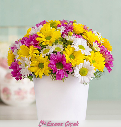  Kadriye çiçek gönder Rengarenk Papatya Aranjmanı