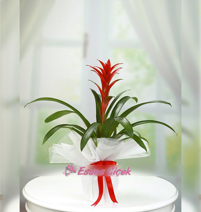  Kadriye çiçek gönder Guzmanya