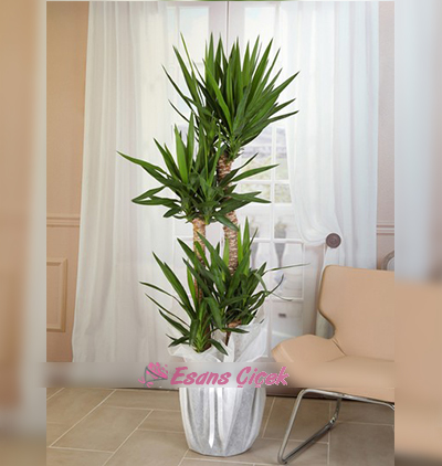 Serik Çiçekçi 4 lü Yuka