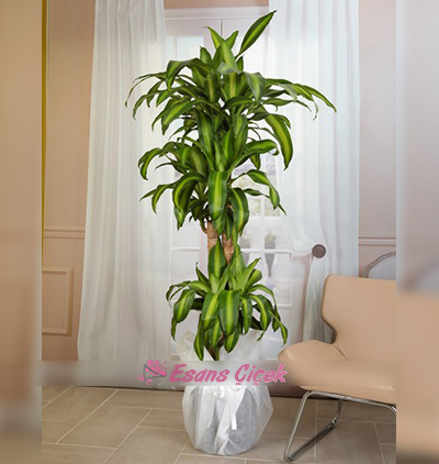  Kadriye çiçek gönder 4 lü Masengena Bitkisi