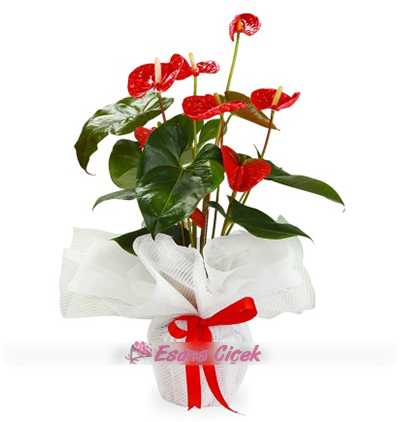  Serik Çiçek Siparişi Antoryum Bitkisi