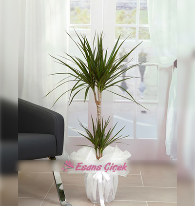 Belek otele çiçek gönder. 2 li Marginata