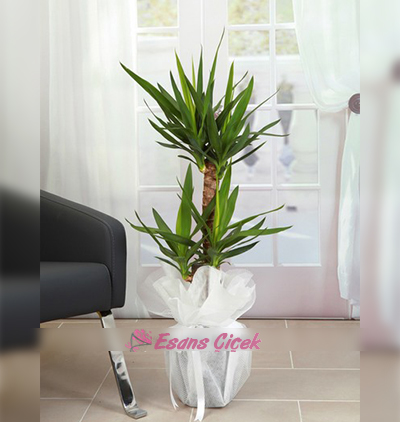 Belek otele çiçek gönder. 2 li Yuka