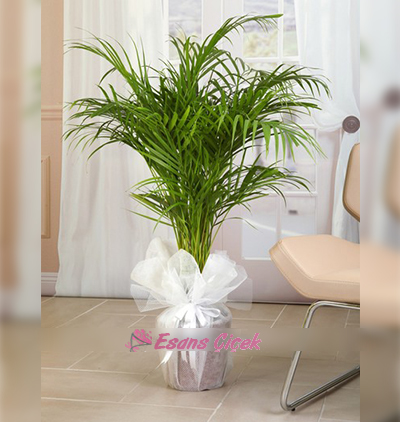 Serik Çiçekçi Areka