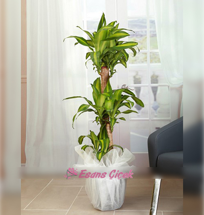  Kadriye çiçek gönder 3 lü Masengena Bitkisi