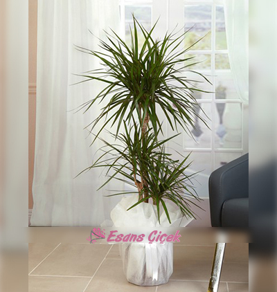 Serik Çiçekçi 3 lü Marginata