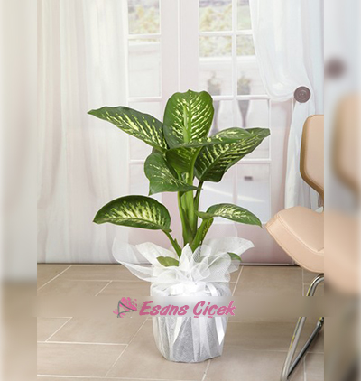  Kadriye çiçek gönder Difenbahya Bitkisi