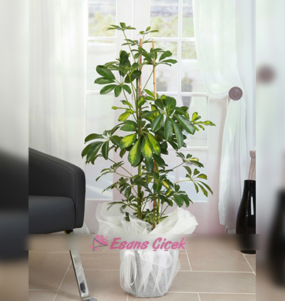  Serik Çiçek Siparişi 2 li Şeflera Bitkisi