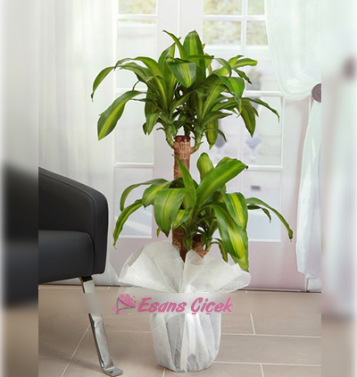 Belek çiçek 2 li Masengena Bitkisi