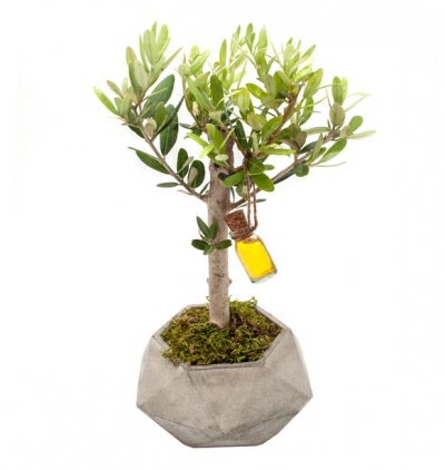  Serik Çiçek Siparişi zeytin ağacı bonsai