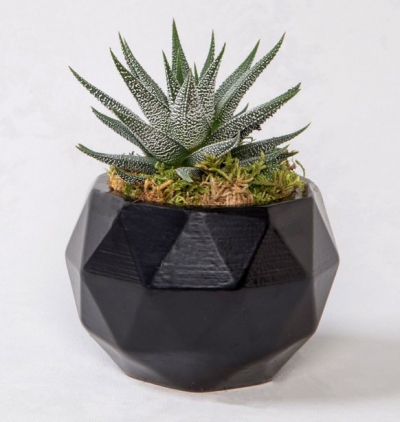  Kadriye çiçek gönder Geometrik saksıda hovartiya