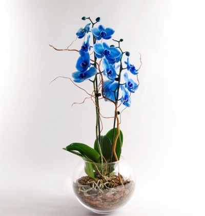  Kadriye çiçek gönder Cam Saksısında Mavi Orkide