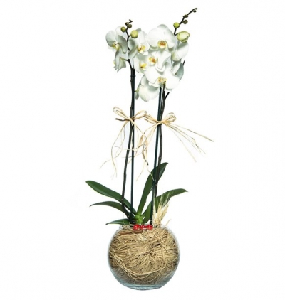 Serik Çiçekçi Cam Fanusta 2 Dal Beyaz OCam Fanusta 2 Dal Beyaz Orkide Çiçeğirkide Çiçeği