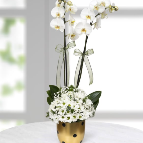 Serik Çiçekçi Puantiyeli vazoda orkideli papatya 