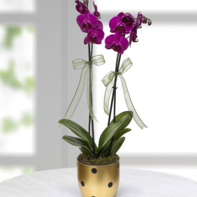 Belek otele çiçek gönder. Puantiyeli vazoda mor orkide 
