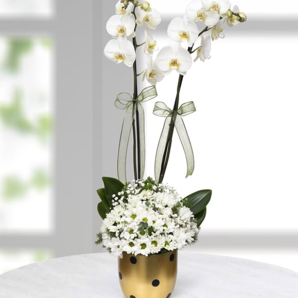 Serik Çiçekçi Puantiyeli vazoda orkideli papatya 