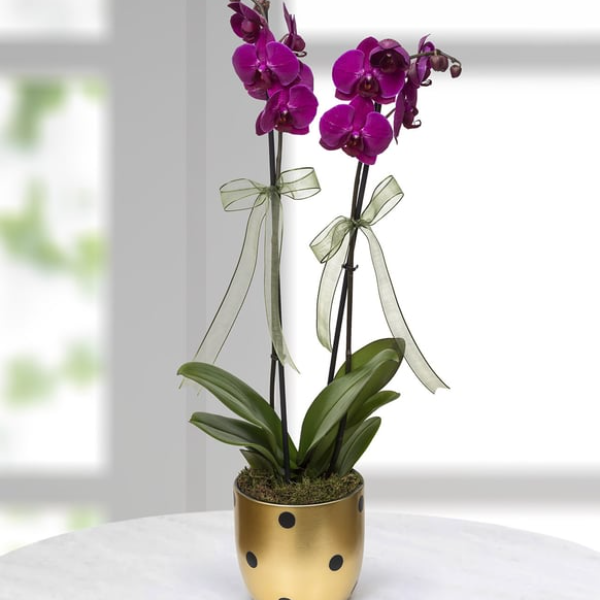 Belek otele çiçek gönder. Puantiyeli vazoda mor orkide 